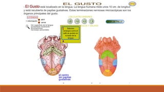 Organo de los sentidos 