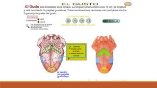 Organo de los sentidos 