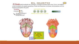 Organo de los sentidos 