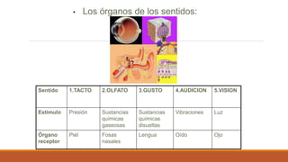 • Los órganos de los sentidos:
Oído
Vibraciones
4.AUDICION
Piel
Presión
1.TACTO
Fosas
nasales
Sustancias
químicas
gaseosas
2.OLFATO
OjoLenguaÓrgano
receptor
LuzSustancias
químicas
disueltas
Estímulo
5.VISION3.GUSTOSentido
 