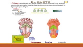 Organo de los sentidos 