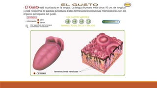 Organo de los sentidos 