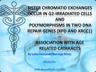 By Luisa Fernanda Naranjo Pérez. Medicine. UPB-Medellín-Colombia Sister chromatid exchanges occur in G2-irradiated cellsAND Polymorphisms in two DNA repair genes (XPD and XRCC1) –association with age related cataracts 