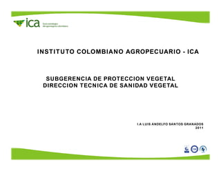INSTITUTO COLOMBIANO AGROPECUARIO - ICA 
SUBGERENCIA DE PROTECCION VEGETAL 
DIRECCION TECNICA DE SANIDAD VEGETAL 
I.A LUIS ANDELFO SANTOS GRANADOS 
2011 
 