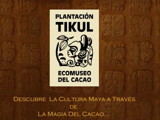 Descubre La Cultura Maya a Través
               de
      La Magia Del Cacao…
 