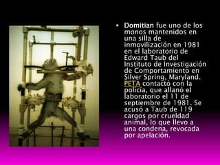  Domitian fue uno de los
  monos mantenidos en
  una silla de
  inmovilización en 1981
  en el laboratorio de
  Edward Taub del
  Instituto de Investigación
  de Comportamiento en
  Silver Spring, Maryland.
  PETA contactó con la
  policía, que allanó el
  laboratorio el 11 de
  septiembre de 1981. Se
  acusó a Taub de 119
  cargos por crueldad
  animal, lo que llevo a
  una condena, revocada
  por apelación.
 