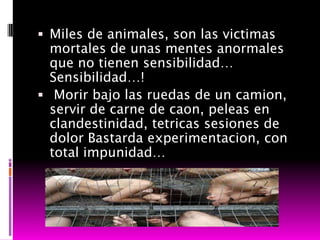  Miles de animales, son las victimas
  mortales de unas mentes anormales
  que no tienen sensibilidad…
  Sensibilidad…!
 Morir bajo las ruedas de un camion,
  servir de carne de caon, peleas en
  clandestinidad, tetricas sesiones de
  dolor Bastarda experimentacion, con
  total impunidad…
 