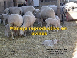 Manejo reproductivo en
        ovinos


             Profesor Giorgio Castellaro G.
              Ingeniero Agrónomo M.Sc.
                   gicastel@uchile.cl
 