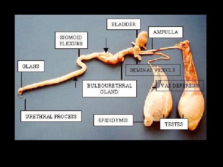 Presentacion manejo reproductivo_en_ovinos