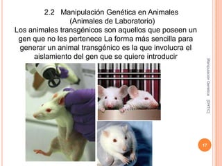 2.2 Manipulación Genética en Animales
                (Animales de Laboratorio)
Los animales transgénicos son aquellos que poseen un
 gen que no les pertenece La forma más sencilla para
 generar un animal transgénico es la que involucra el
     aislamiento del gen que se quiere introducir




                                                         Manipulación Genética
                                                         [DHTIC]
                                                        17
 