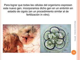 Para lograr que todas las células del organismo expresen
este nuevo gen, incorporamos dicho gen en un embrión en
    estadio de cigoto (en un procedimiento similar al de
                    fertilización in vitro).




                                                            Manipulación Genética
                                                            [DHTIC]
                                                        18
 