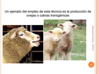 Un ejemplo del empleo de esta técnica es la producción de
              ovejas o cabras transgénicas




                                                            Manipulación Genética
                                                            [DHTIC]
                                                        19
 