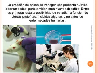 La creación de animales transgénicos presenta nuevas
oportunidades, pero también crea nuevos desafíos. Entre
 las primeras está la posibilidad de estudiar la función de
     ciertas proteínas, incluidas algunas causantes de
                  enfermedades humanas.




                                                               Manipulación Genética
                                                               [DHTIC]
                                                              20
 