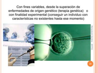 Con fines variables, desde la superación de
enfermedades de origen genético (terapia genética) o
con finalidad experimental (conseguir un individuo con
  características no existentes hasta ese momento)




                                                          Manipulación Genética
                                                          [DHTIC]
                                                         23
 
