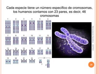 Cada especie tiene un número específico de cromosomas,
   los humanos contamos con 23 pares, es decir, 46
                      cromosomas




                                                     Manipulación Genética
                                                     [DHTIC]
                                                    25
 