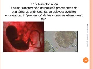 3.1.2 Paraclonación
   Es una transferencia de núcleos procedentes de
    blastómeros embrionarios en cultivo a ovocitos
enucleados. El “progenitor” de los clones es el embrión o
                          feto.




                                                             Manipulación Genética
                                                             [DHTIC]
                                                            30
 