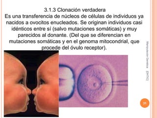 3.1.3 Clonación verdadera
Es una transferencia de núcleos de células de individuos ya
nacidos a ovocitos enucleados. Se originan individuos casi
  idénticos entre sí (salvo mutaciones somáticas) y muy
     parecidos al donante. (Del que se diferencian en
 mutaciones somáticas y en el genoma mitocondrial, que




                                                              Manipulación Genética
               procede del óvulo receptor).




                                                              [DHTIC]
                                                          31
 