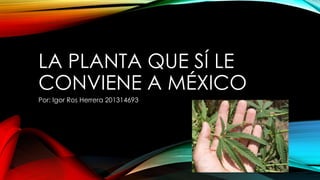 LA PLANTA QUE SÍ LE
CONVIENE A MÉXICO
Por: Igor Ros Herrera 201314693

 