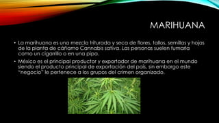 MARIHUANA
• La marihuana es una mezcla triturada y seca de flores, tallos, semillas y hojas
de la planta de cáñamo Cannabis sativa. Las personas suelen fumarla
como un cigarrillo o en una pipa.
• México es el principal productor y exportador de marihuana en el mundo
siendo el producto principal de exportación del país, sin embargo este
“negocio” le pertenece a los grupos del crimen organizado.

 