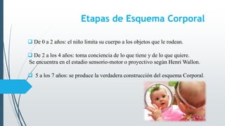 Etapas de Esquema Corporal
 De 0 a 2 años: el niño limita su cuerpo a los objetos que le rodean.
 De 2 a los 4 años: toma conciencia de lo que tiene y de lo que quiere.
Se encuentra en el estadio sensorio-motor o proyectivo según Henri Wallon.
 5 a los 7 años: se produce la verdadera construcción del esquema Corporal.
 