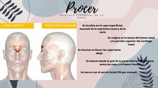 Musulo Procer Músculos de la cara | PDF