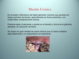 Mastitis Crónica
Es el estado inflamatorio del tejido glandular mamario que persiste por
largos períodos de tiempo, generalmente en forma subclínica, con
ocasionales complicaciones clínicas .
Presenta tejido cicatrizante y cambio en el tamaño y forma de la glándula
afectada y la reducción de leche.
Se origina en gran medida de casos clínicos que no fueron tratados
adecuadamente o no respondieron al tratamiento.

 