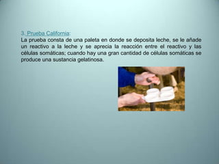 3. Prueba California:
La prueba consta de una paleta en donde se deposita leche, se le añade
un reactivo a la leche y se aprecia la reacción entre el reactivo y las
células somáticas; cuando hay una gran cantidad de células somáticas se
produce una sustancia gelatinosa.

 