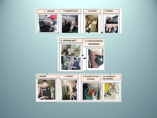 Mastitis Bovina FMVZ