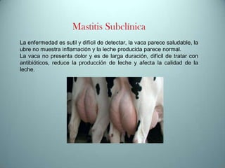 Mastitis Subclínica
La enfermedad es sutil y difícil de detectar, la vaca parece saludable, la
ubre no muestra inflamación y la leche producida parece normal.
La vaca no presenta dolor y es de larga duración, difícil de tratar con
antibióticos, reduce la producción de leche y afecta la calidad de la
leche.

 