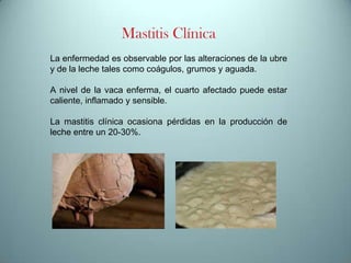 Mastitis Clínica
La enfermedad es observable por las alteraciones de la ubre
y de la leche tales como coágulos, grumos y aguada.

A nivel de la vaca enferma, el cuarto afectado puede estar
caliente, inflamado y sensible.
La mastitis clínica ocasiona pérdidas en la producción de
leche entre un 20-30%.

 