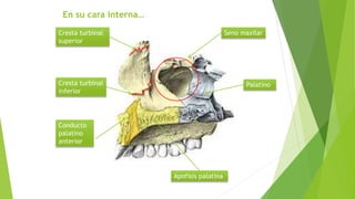 presentación MAXILAR SUPERIOR anatomia.pptx