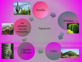 Xerófila
Arbustos
Cujíes
Líquenes
y Musgos
los
páramos
con sus
frailejones
Vegetación
 
