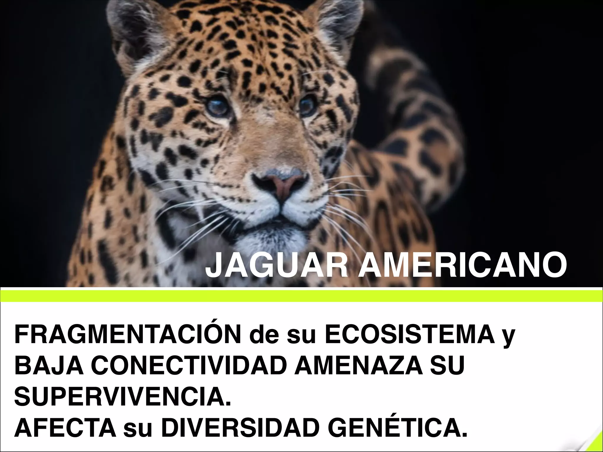 FRAGMENTACIÓN de su ECOSISTEMA y
BAJA CONECTIVIDAD AMENAZA SU
SUPERVIVENCIA.!
AFECTA su DIVERSIDAD GENÉTICA.
JAGUAR AMERICANO
 