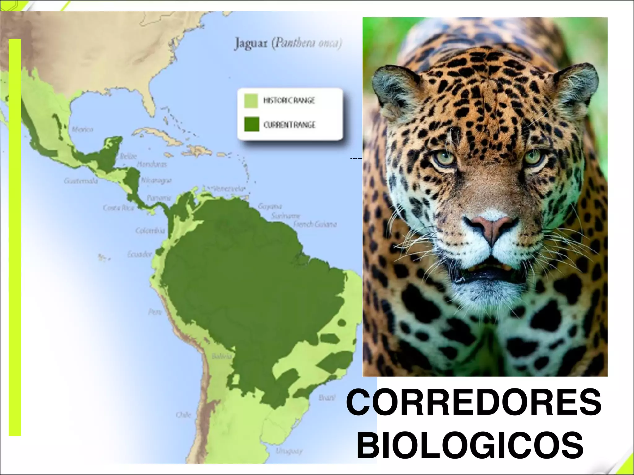 CORREDORES!
BIOLOGICOS
 