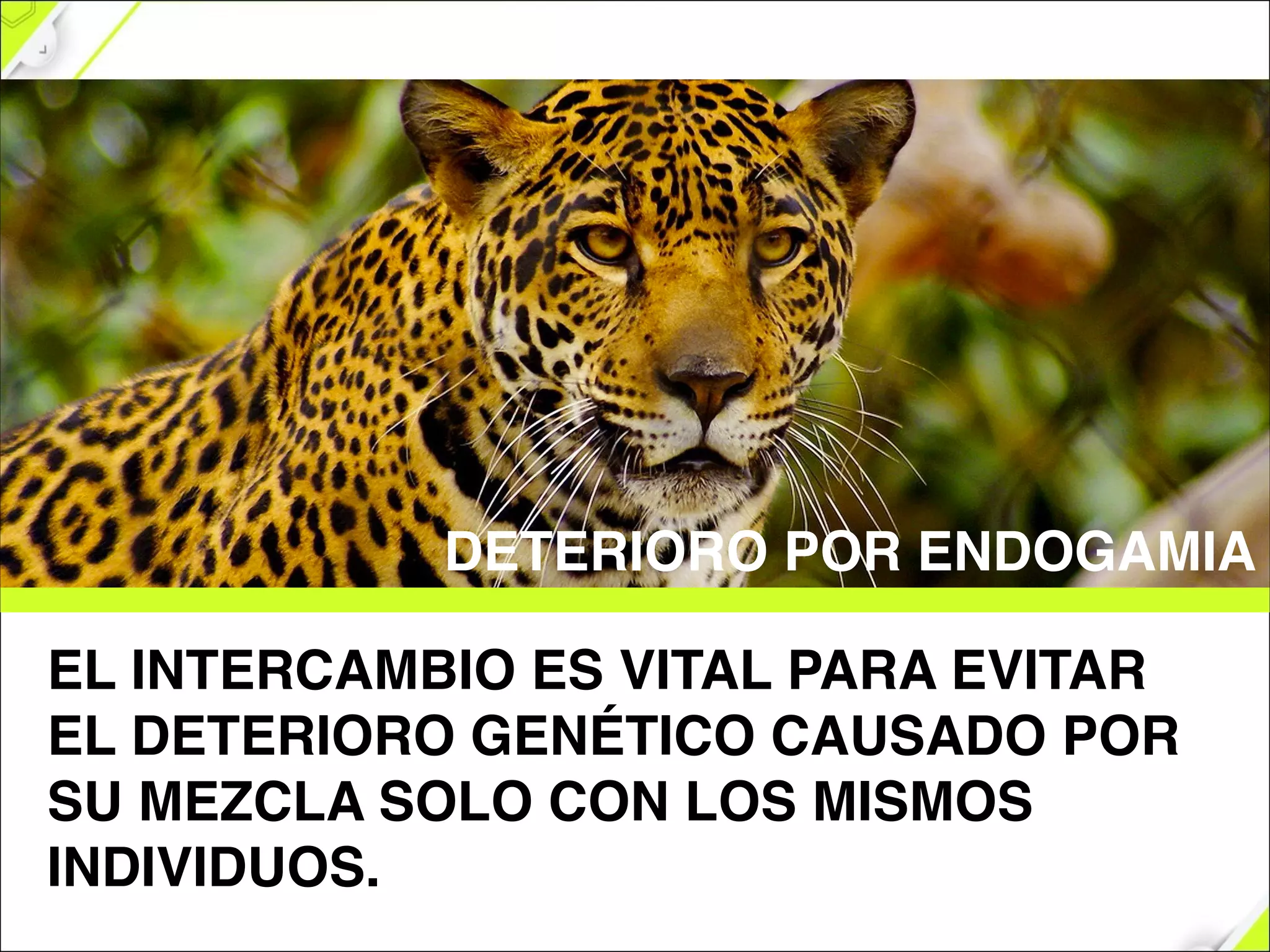 EL INTERCAMBIO ES VITAL PARA EVITAR
EL DETERIORO GENÉTICO CAUSADO POR
SU MEZCLA SOLO CON LOS MISMOS
INDIVIDUOS.
DETERIORO POR ENDOGAMIA
 