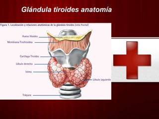 Glándula tiroides anatomía
 