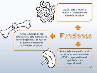 Activa la función de los
osteoclastos, para aumentar la
resorción (pérdida) de hueso y
así aumentar los niveles
plasmáticos de calcio.
Estimula la reabsorción renal
de calcio, en intercambio con
el fósforo, que es eliminado
(hiperfosfaturia e
hipocalciuria).
Actúa sobre la mucosa
intestinal favoreciendo la
absorción de calcio.
 
