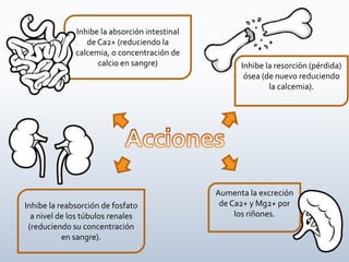 Inhibe la resorción (pérdida)
ósea (de nuevo reduciendo
la calcemia).
Aumenta la excreción
de Ca2+ y Mg2+ por
los riñones.
Inhibe la absorción intestinal
de Ca2+ (reduciendo la
calcemia, o concentración de
calcio en sangre)
Inhibe la reabsorción de fosfato
a nivel de los túbulos renales
(reduciendo su concentración
en sangre).
 