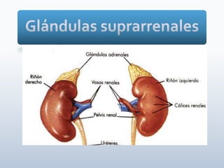 Tiroides, paratiroides, Glandulas suprarenales