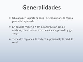 Tiroides, paratiroides, Glandulas suprarenales