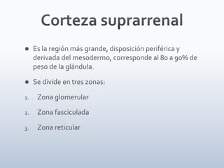 Tiroides, paratiroides, Glandulas suprarenales