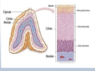 Tiroides, paratiroides, Glandulas suprarenales