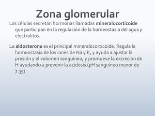 Tiroides, paratiroides, Glandulas suprarenales