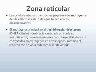 Tiroides, paratiroides, Glandulas suprarenales