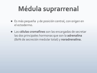 Tiroides, paratiroides, Glandulas suprarenales