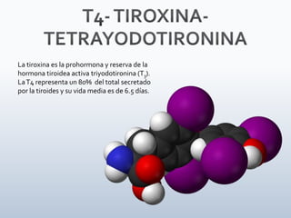 La tiroxina es la prohormona y reserva de la
hormona tiroidea activa triyodotironina (T3).
LaT4 representa un 80% del total secretado
por la tiroides y su vida media es de 6.5 días.
 