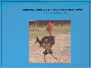 Desplumado, puteado y jodido, vale,  pero bien estirao "COÑO" !!!  Esa es la Actitud !!! 