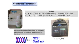 Caracterización molecular
Primers
ITS1F (5'-CTTGGTCATTTAGAGGAAGTAA-3') (Gardes y Bruns, 1993)
ITS4 (5'-TCCTCCGCTTATTGATATGC-3') (White et al., 1990)
Leus et al., 2006
La secuencia obtenida fue alineada en la base de
datos del NCBI. La secuencia se deposito en el
GenBank.
 