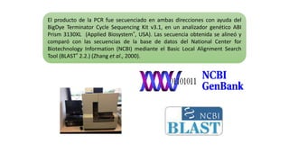 El producto de la PCR fue secuenciado en ambas direcciones con ayuda del
BigDye Terminator Cycle Sequencing Kit v3.1, en un analizador genético ABI
Prism 3130XL (Applied Biosystem®, USA). Las secuencia obtenida se alineó y
comparó con las secuencias de la base de datos del National Center for
Biotechnology Information (NCBI) mediante el Basic Local Alignment Search
Tool (BLAST® 2.2.) (Zhang et al., 2000).
 