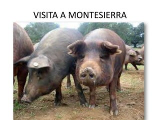 VISITA A MONTESIERRA

 
